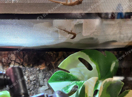 Baby mourning geckos