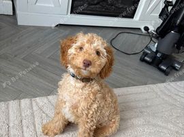 Cockerpoo