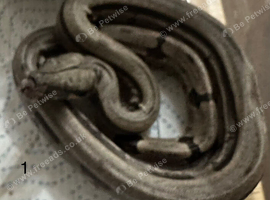 Boa Constrictor Amarali (short tailed Boas)