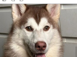 Husky for sale