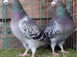Dragoon Pigeon