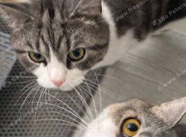 Bonded brothers looking for forever home.