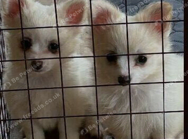 1 pomchi white puppies boy
