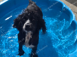 Rehome, 4 year old black cocker girl.