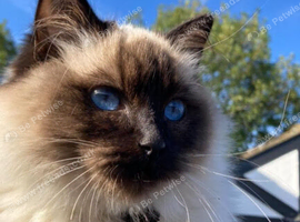 Half ragdoll