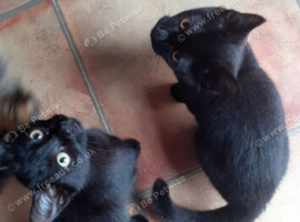 Kittens for sale!