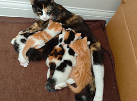 kittens