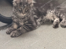 TICA registered Maine Coon kittens
