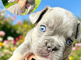 Beautiful French bulldog puppies carrying fluffy and dilute