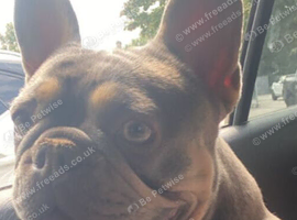 Female French bulldog