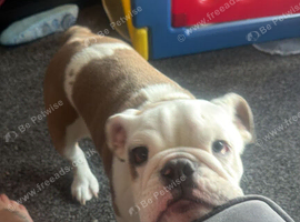 6 month old male English bulldog