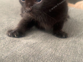 Litter of 5 kittens