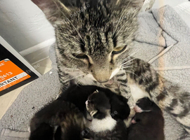 5 month old kittens