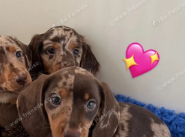 Beautiful miniature dachshund puppies