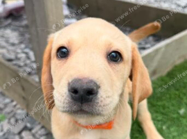 Labrador puppy's