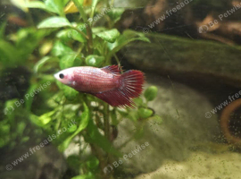Male and females available