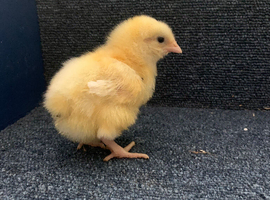 Day old La Bresse Gauloise Chicks available in next few days