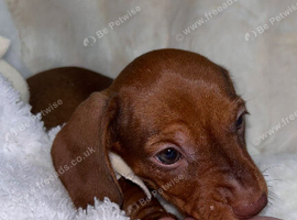 Five mini Dachshund looking for there best home