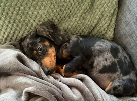 Dapple miniature dachshunds