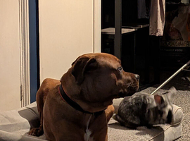 14month old male dogue de Bordeaux x Rottweiler