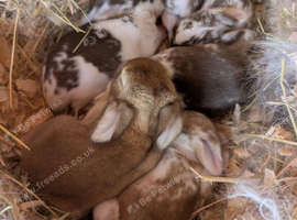 5 beautiful baby mini lops