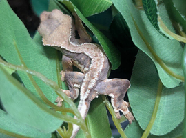 Tricolour crested gecko