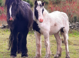 Gorgeous 12.2hh Black cob mare and coloured filly foal at foot