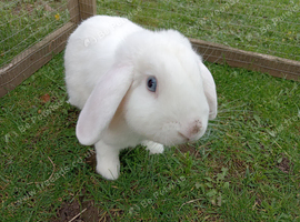 16mnth old Neutered bew mini lop buck