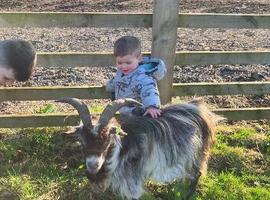 Billy Pygmy goat