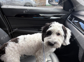 Cockapoo puppy