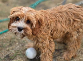 A very handsome red cavopoo boy