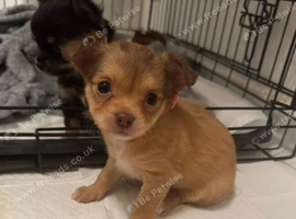 Pedigree longhaired Chihuahua puppies looking for loving homes