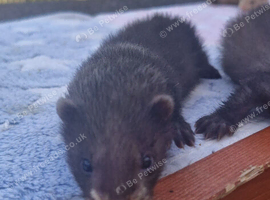 part angora ferret kits