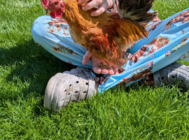 Serama cockerel one year old