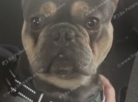 French bulldog