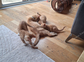 Boy kitten