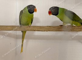 Slaty head parakeets