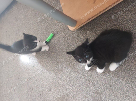 Four kittens..