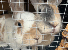 Bonded Pair of Female Rabbits + Full Setup &ndash; &pound;300