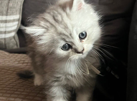 One little boy remaining