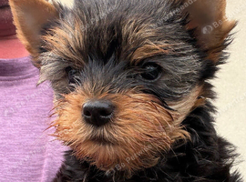 beautiful Yorkshire terrier puppy bitches