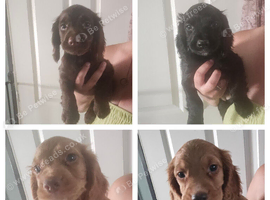 Working cocker spaniel pups