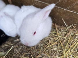 Continental Giant Rabbit Kits &ndash; Available for Booking