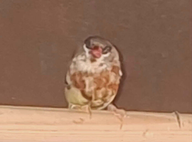 Cock strawberry finch 2025
