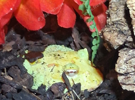 Pac Man Frog