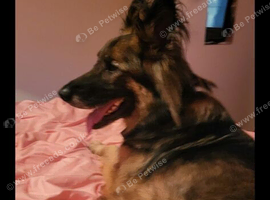 German Shepherd millie