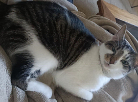 Cat for rehome