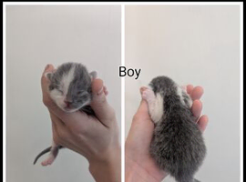 (ALL RESERVED) 4 lovely white and grey kittens for sale