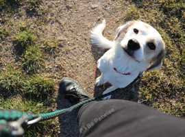 Farnborough dog walking sitting and training