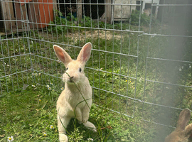Baby bunnies ready to leave